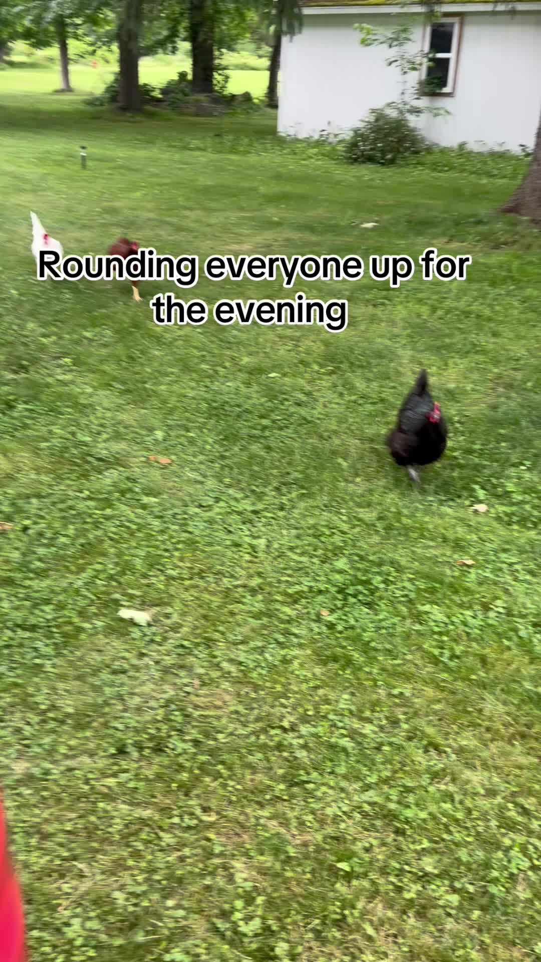@Resistance Homesteaders