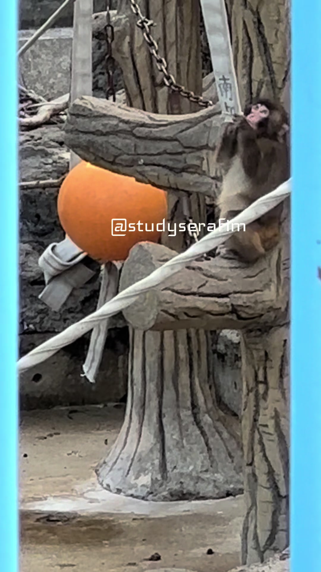 @studyserafim