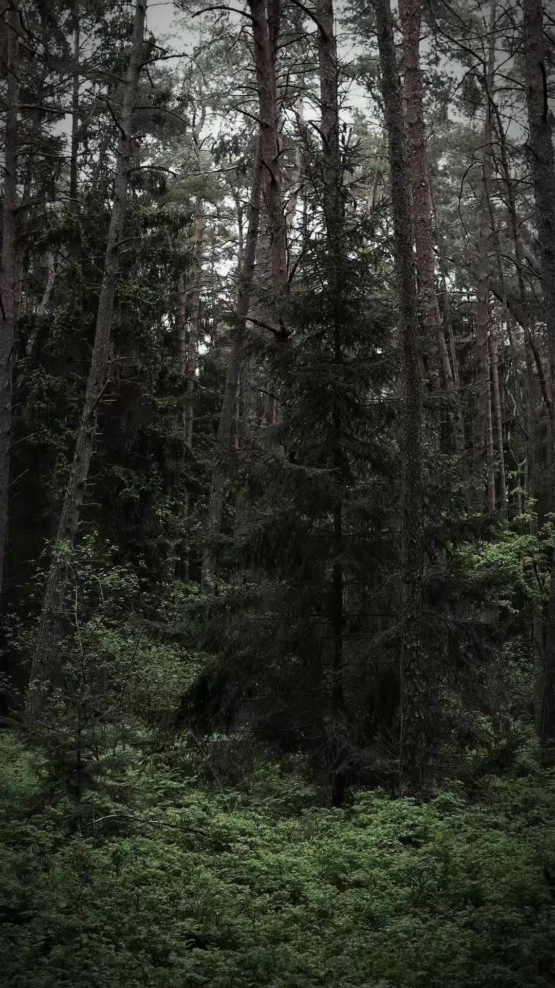 @TreeTales
