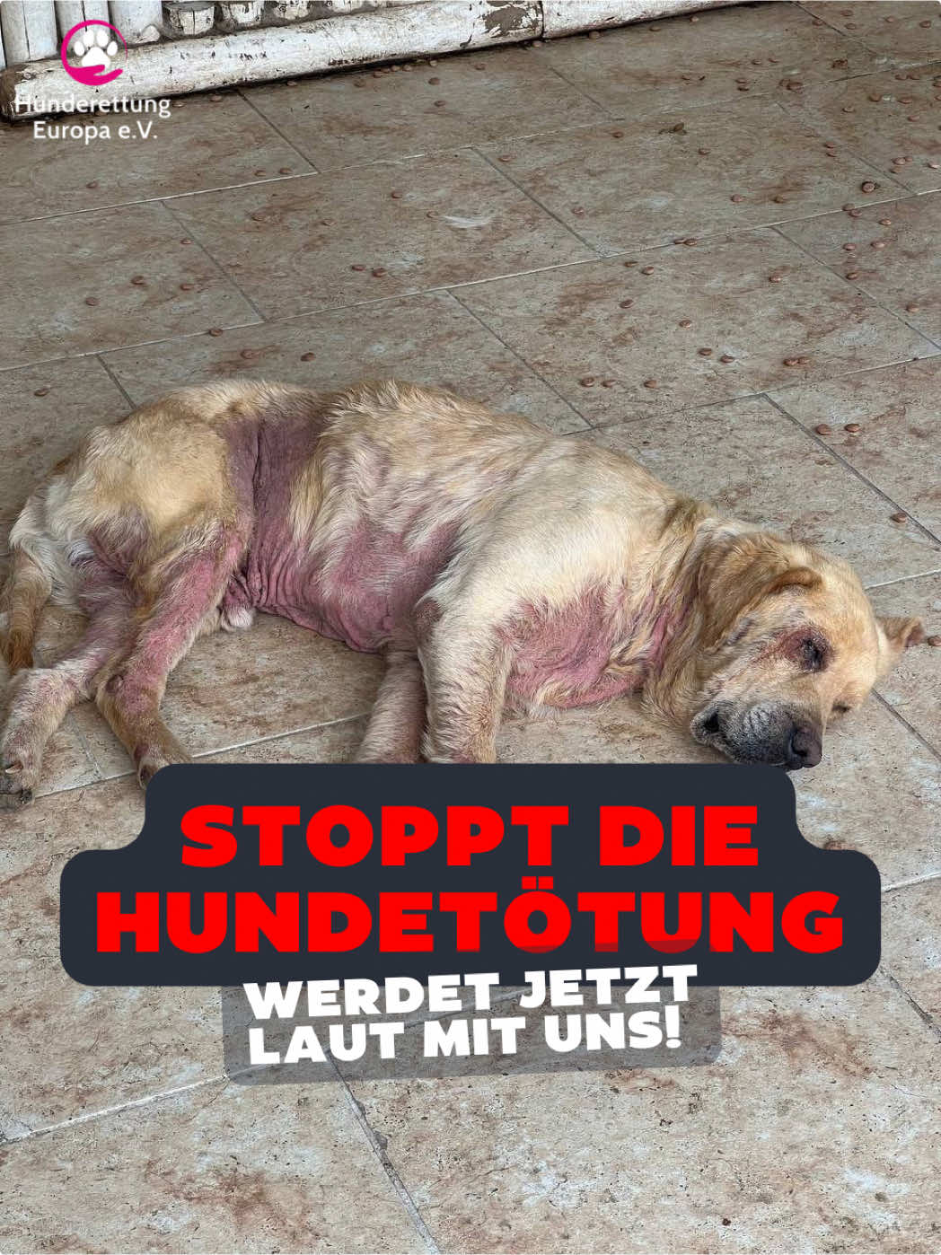 @Hunderettung Europa