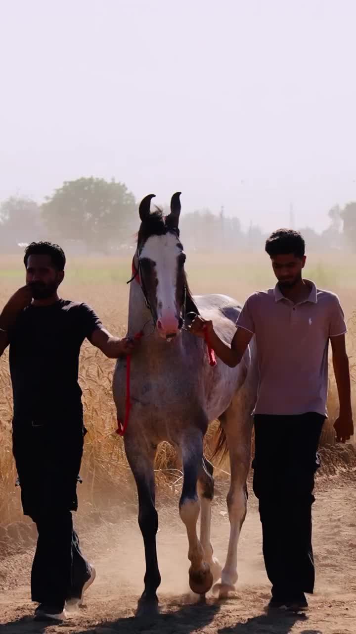 @🏇 MARWARI HORSE RACING 🏇