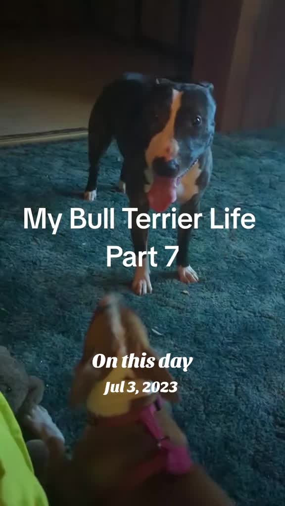 @jessibarbiesbullterrier