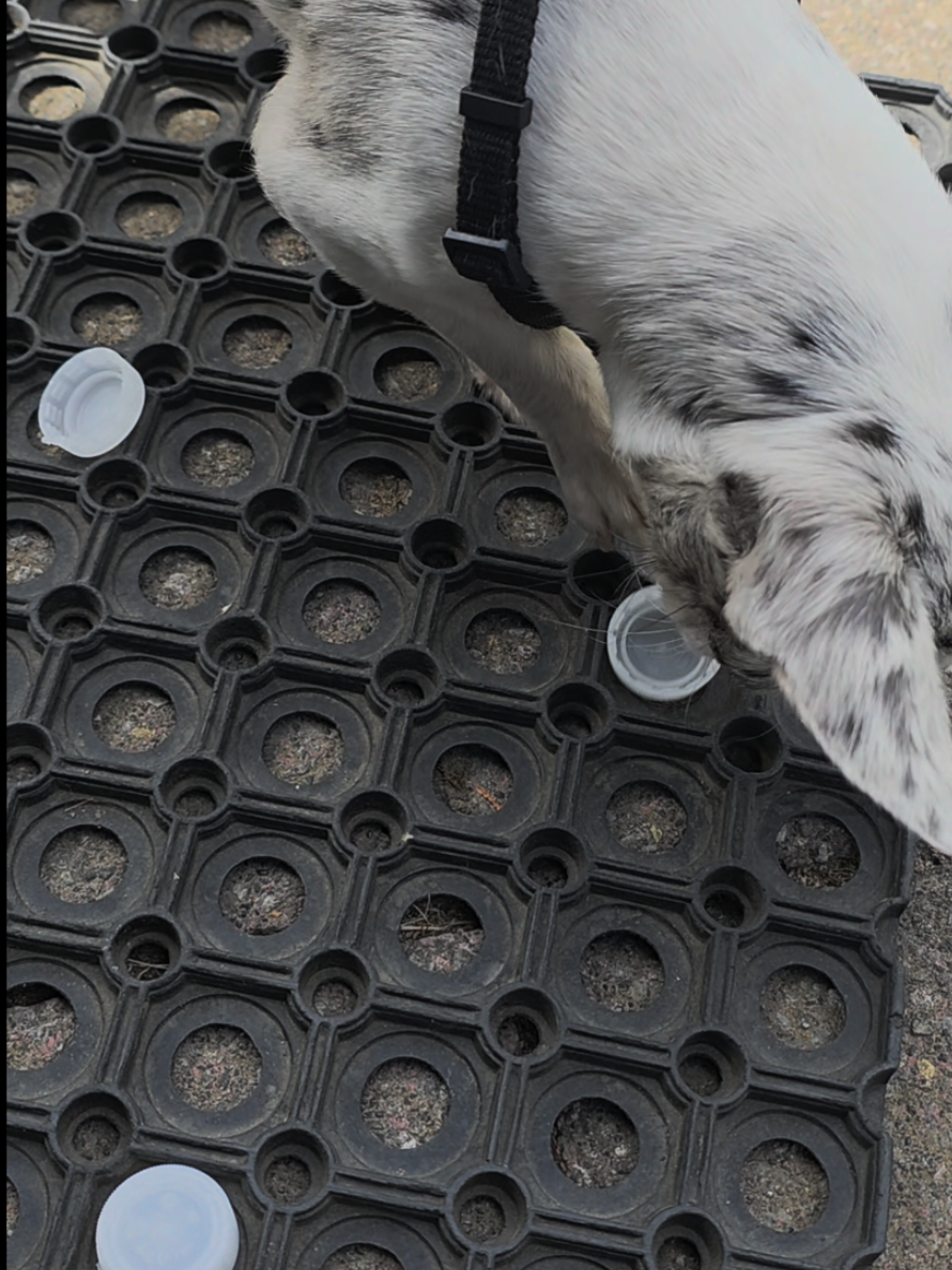 @Jerry_Coby_Chihuahua