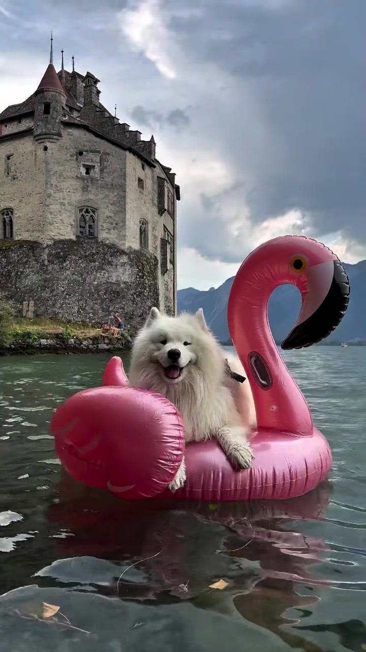 @wanderlust_samoyed