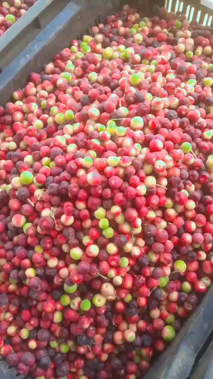 @محمد رحمان چیچا وطنی 4224 LRO