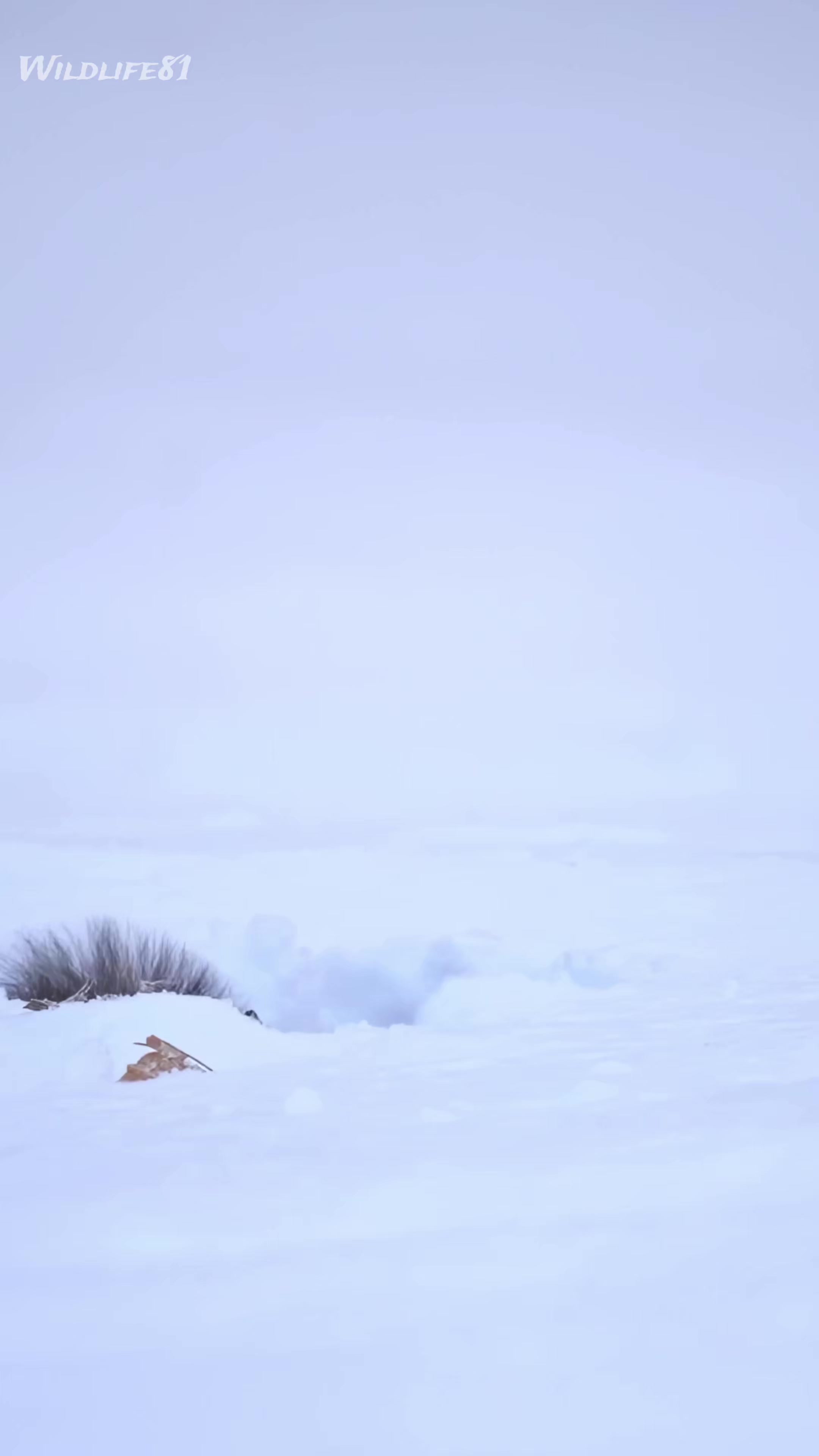 @🐈🕊Wild Life 🦜🦢