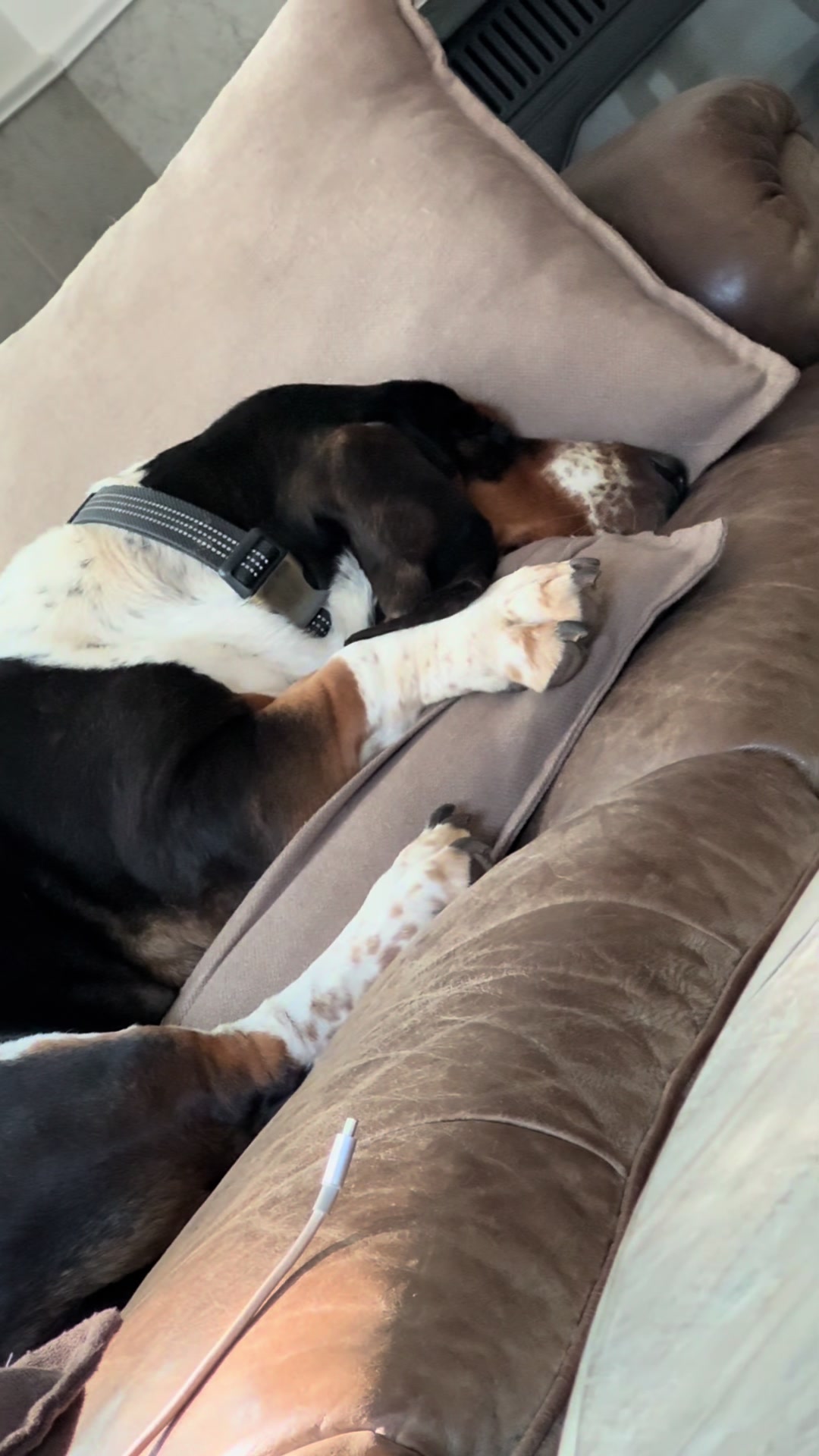 @Hudson & Rudy 🐾 Basset bros