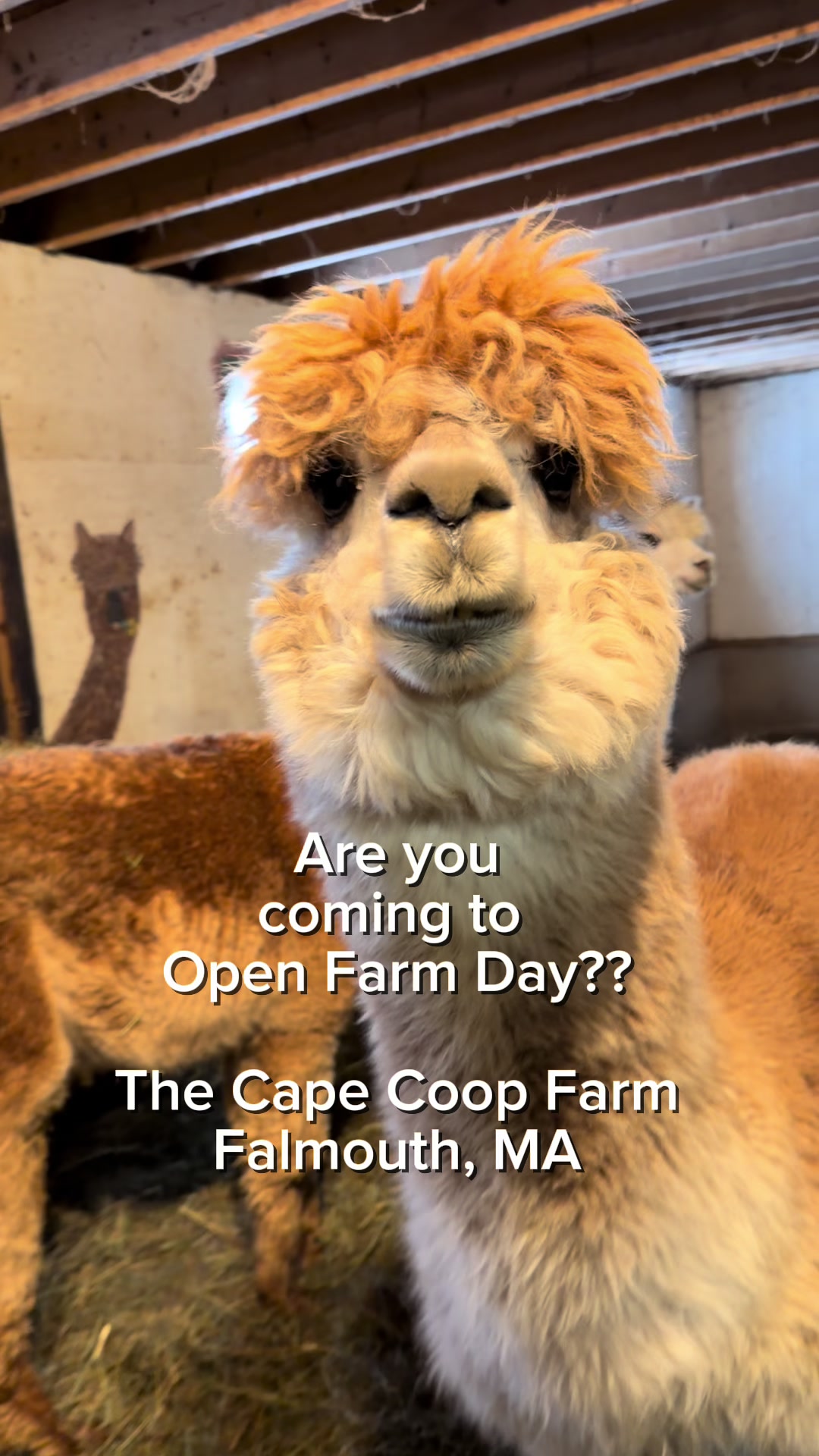 @The Cape Coop Farm