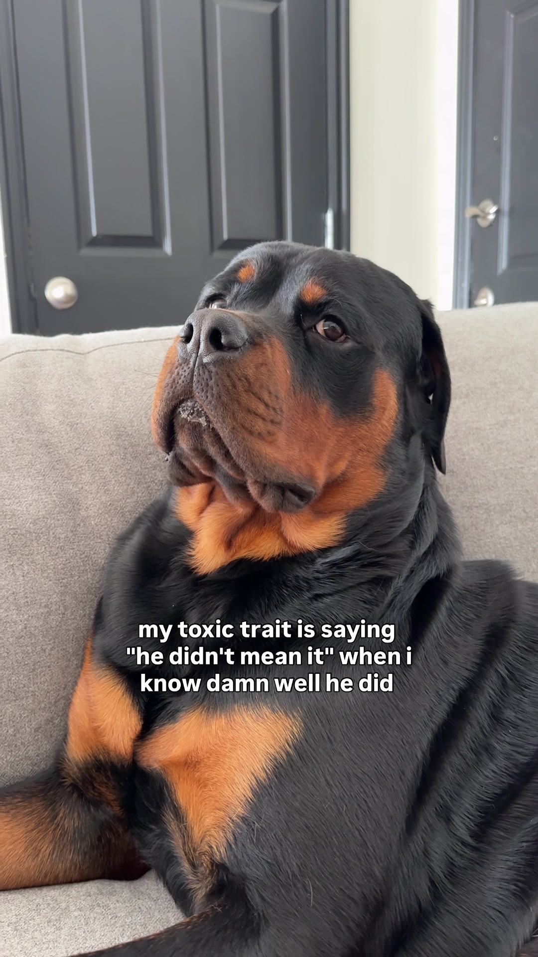 @Rex the Rottweiler