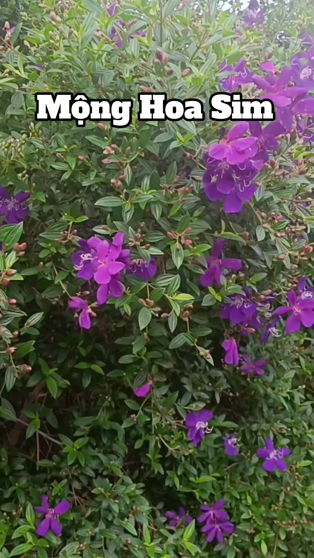 @Hữu.Nguyên 57