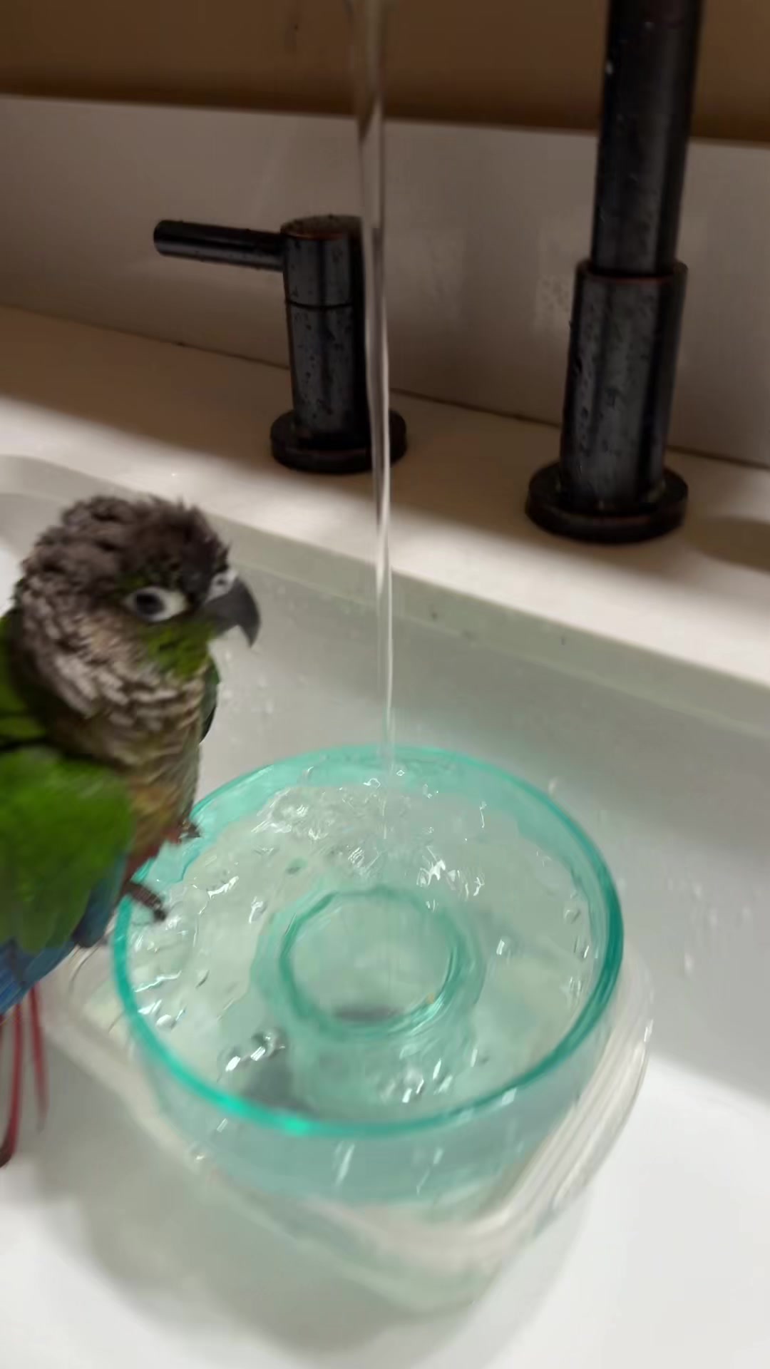 @birdgirl411