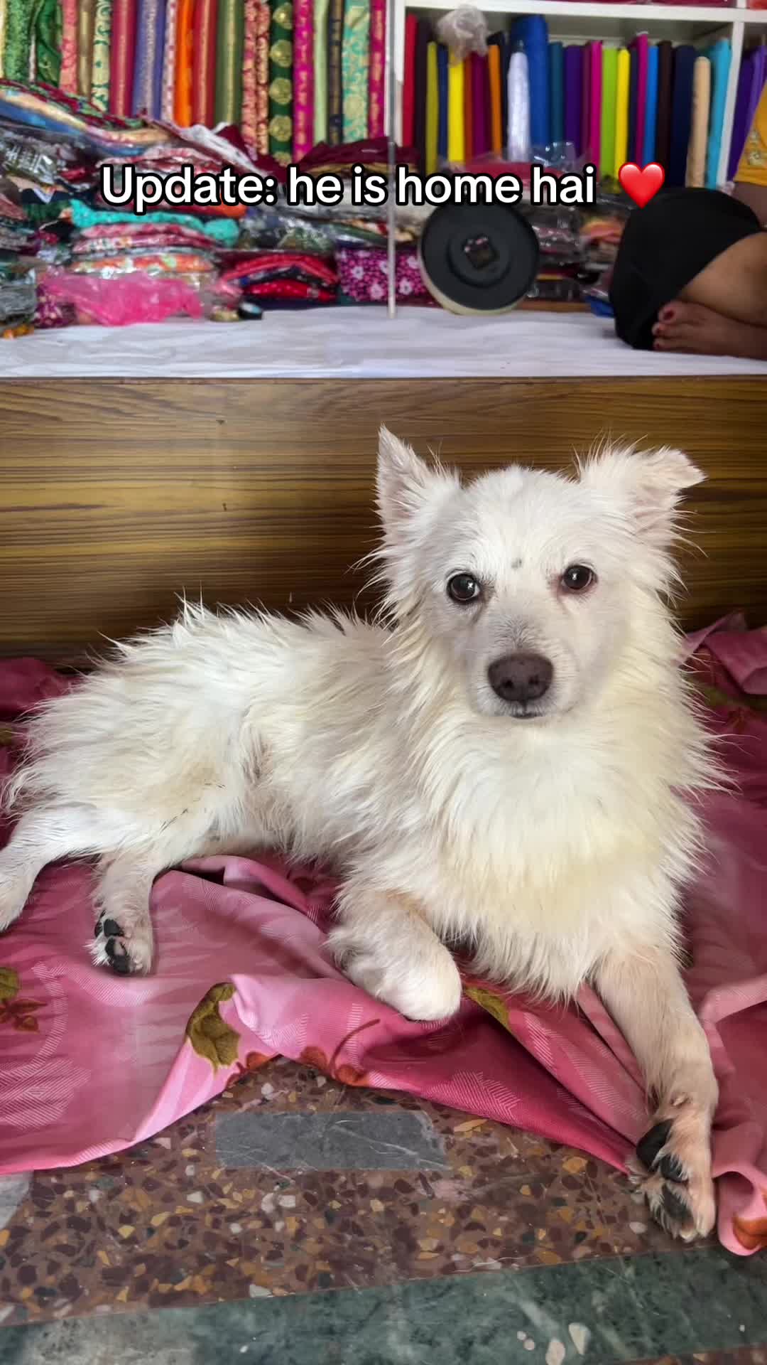 @Anshu shrestha 🐶
