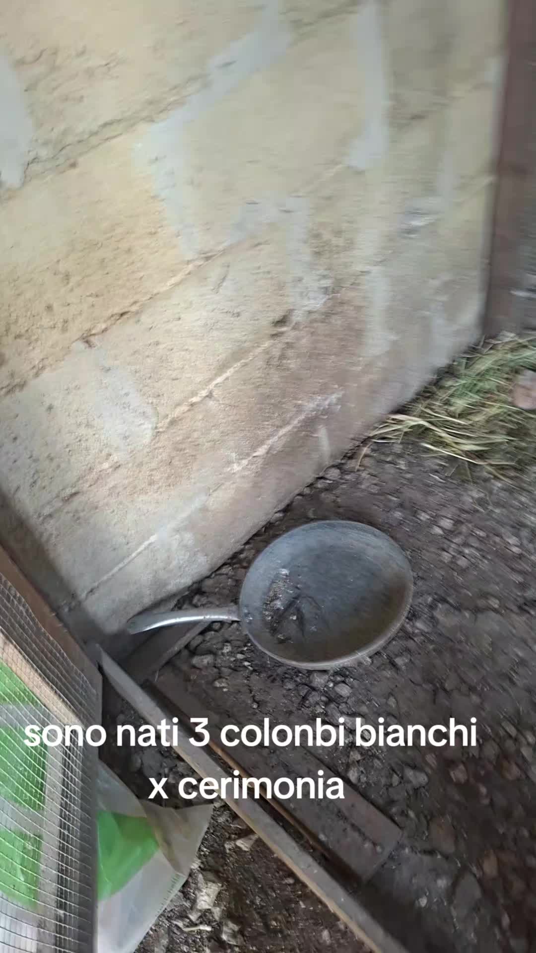 @Giuseppe D'Angelo