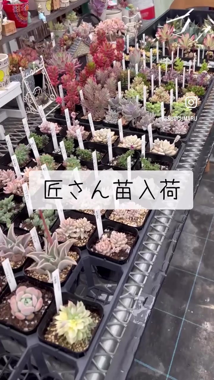 @さきゅまる～こぴとSHOP