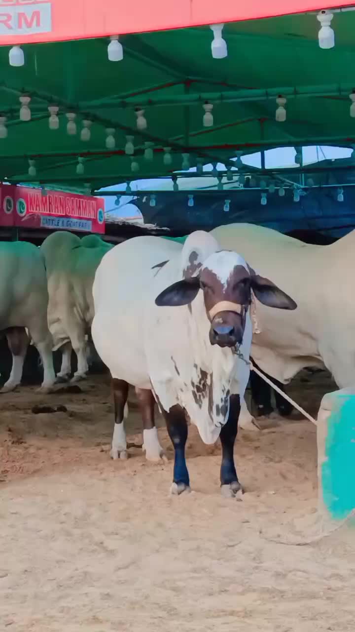 @Karachi Bull lovers