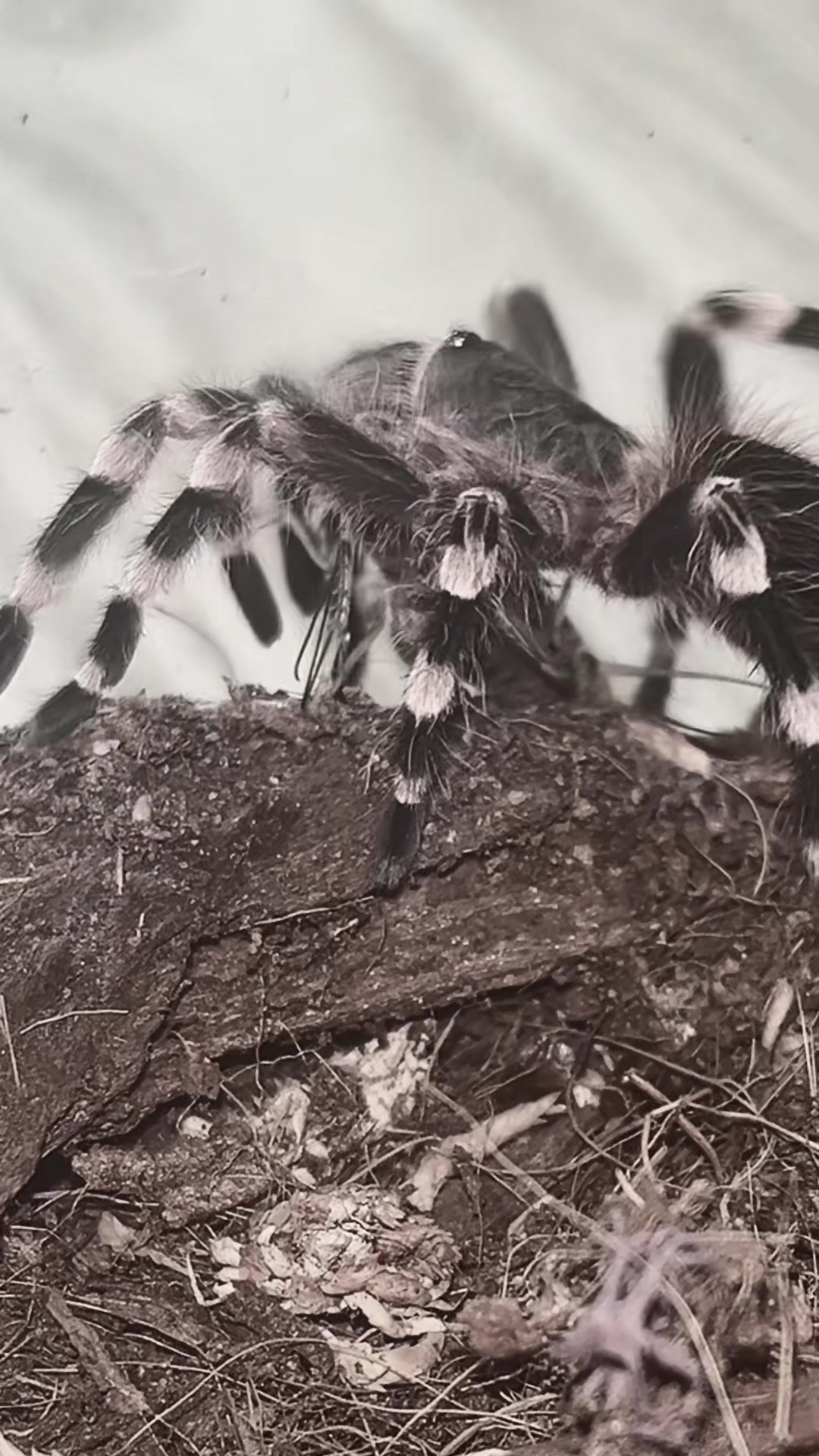 @🕷️𝔍𝔲𝔩𝔦𝔞🕷️