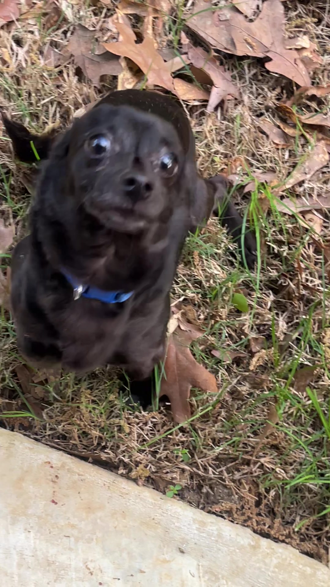 @Blackjack_Chihuahua