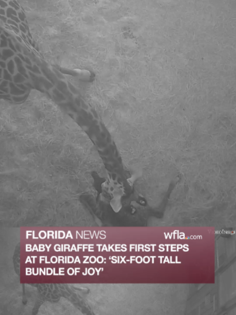 @WFLA News Channel 8