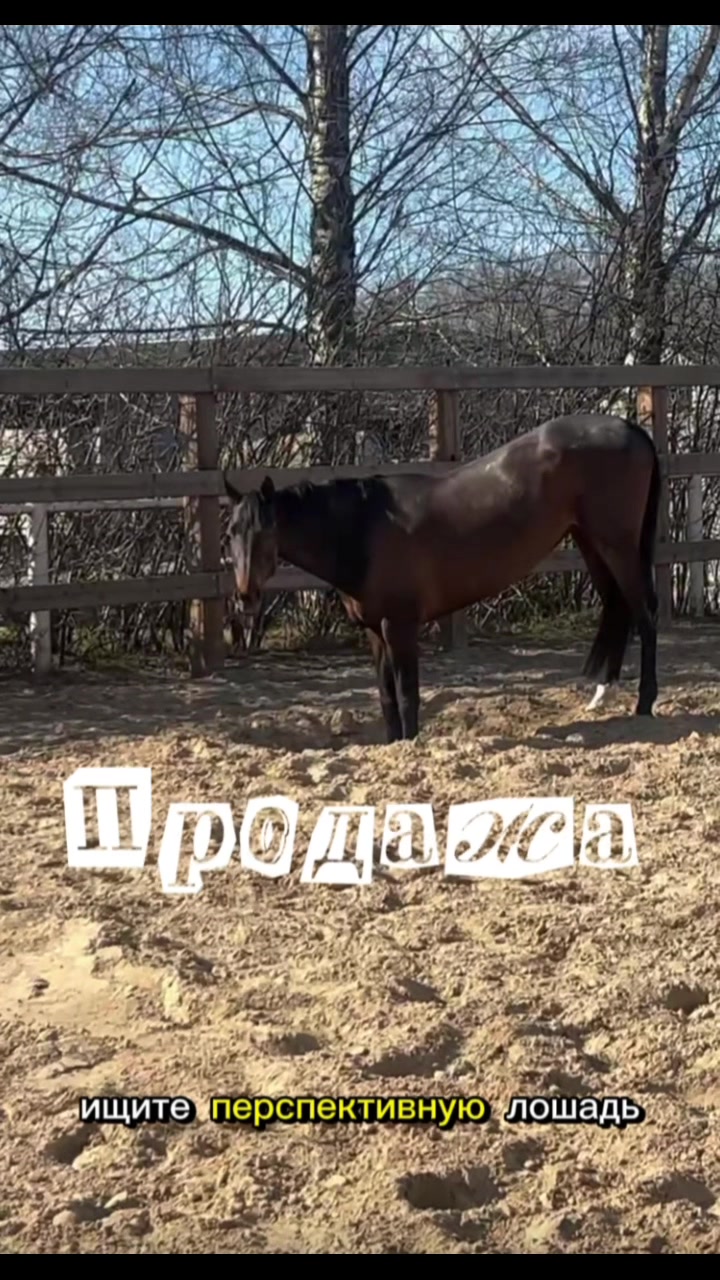 @Tгк:Margarita equestrian