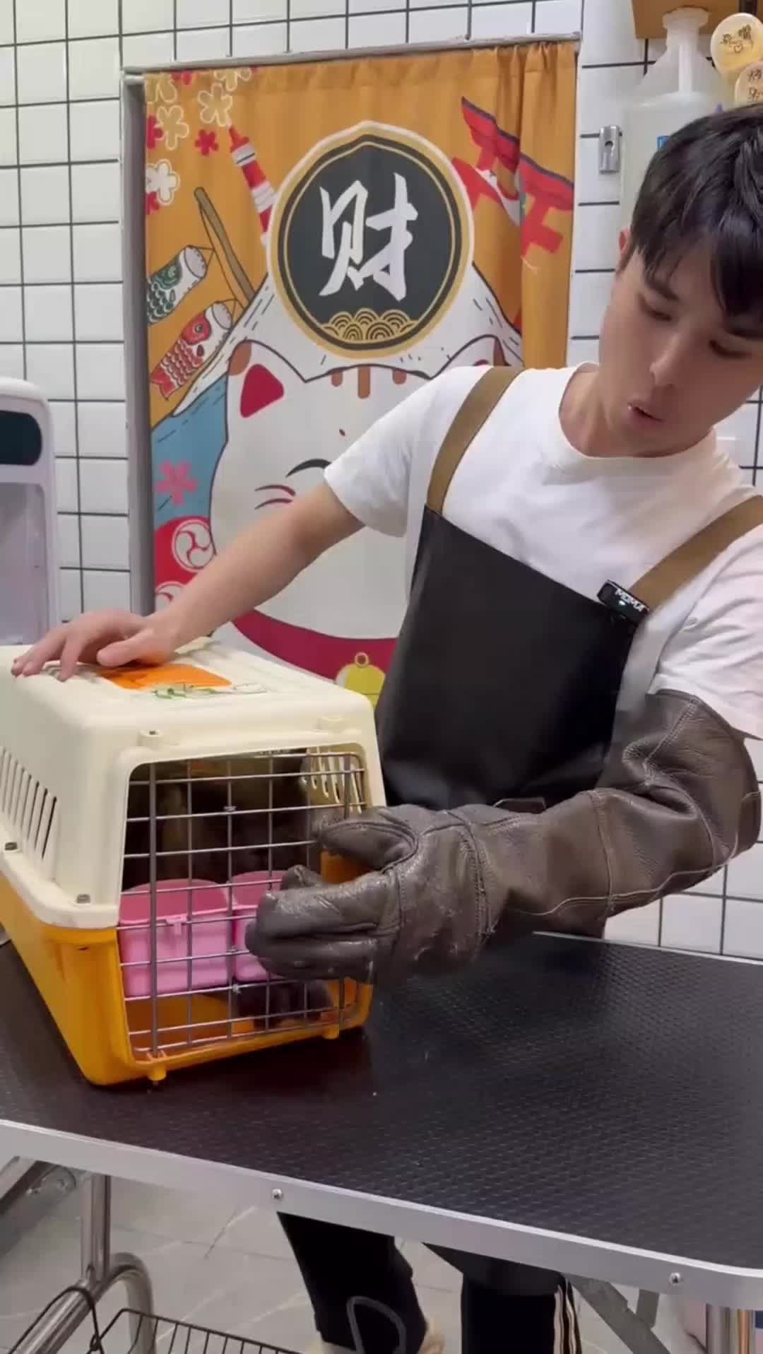 @Cat 😺 video