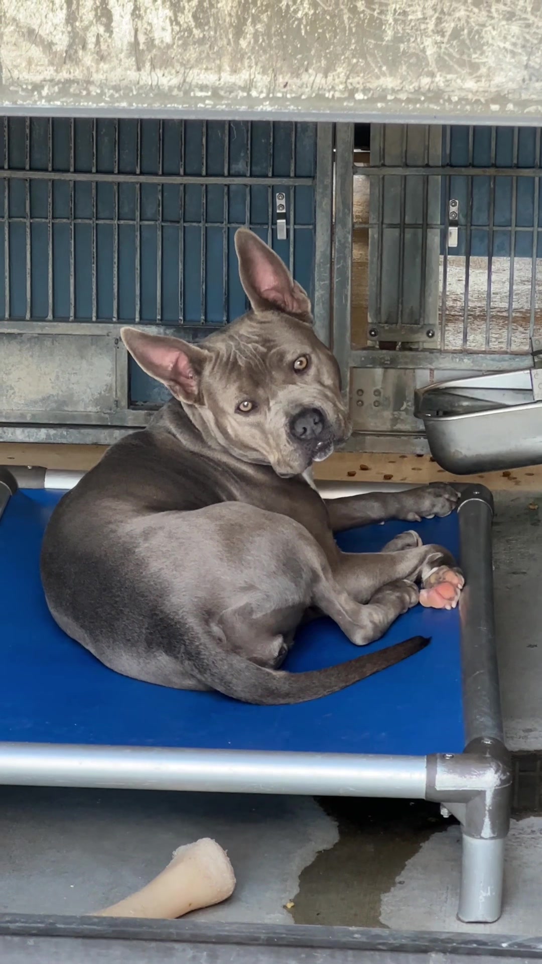 @Ventura County Animal Services