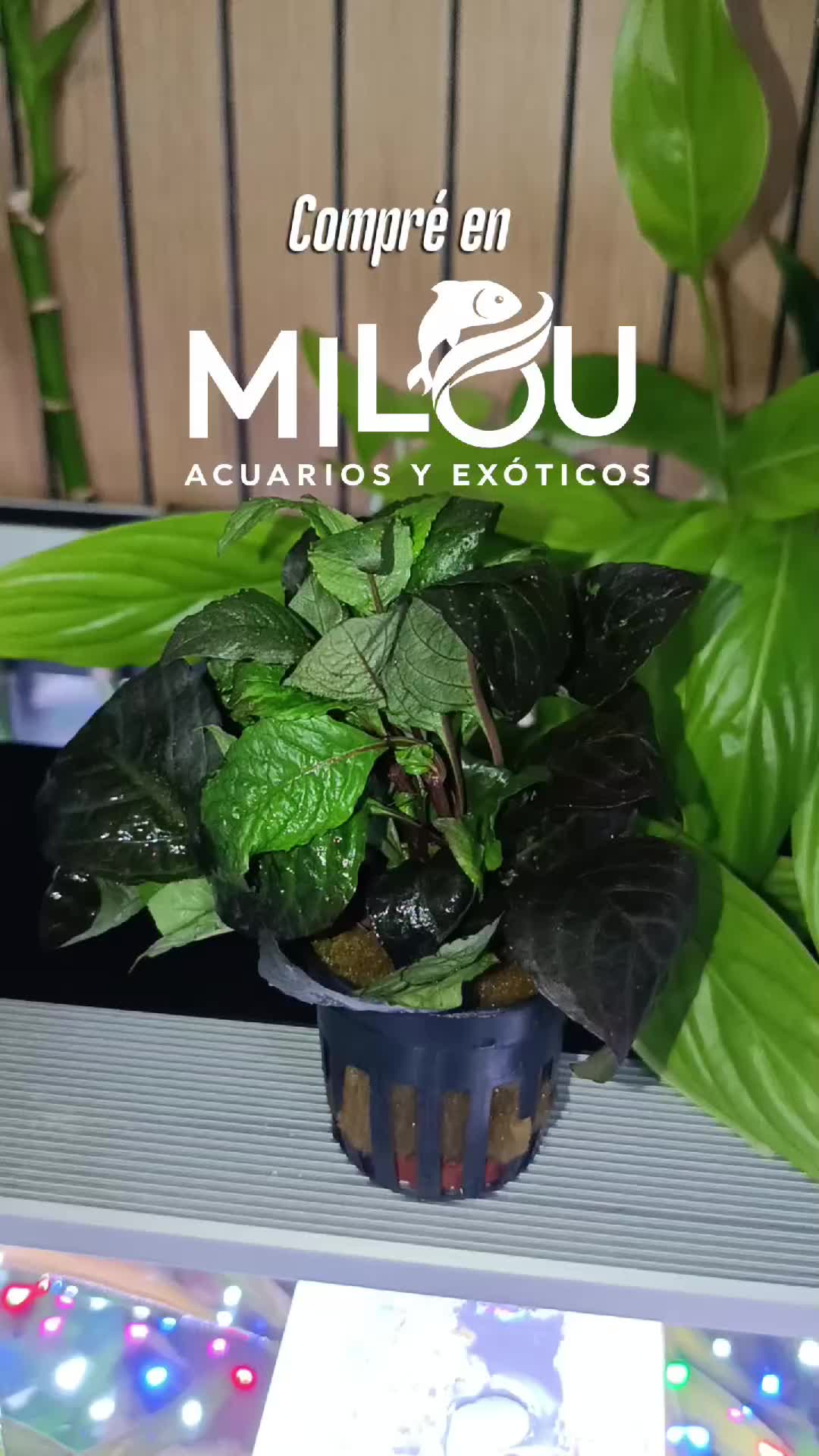 @Acuariosuna