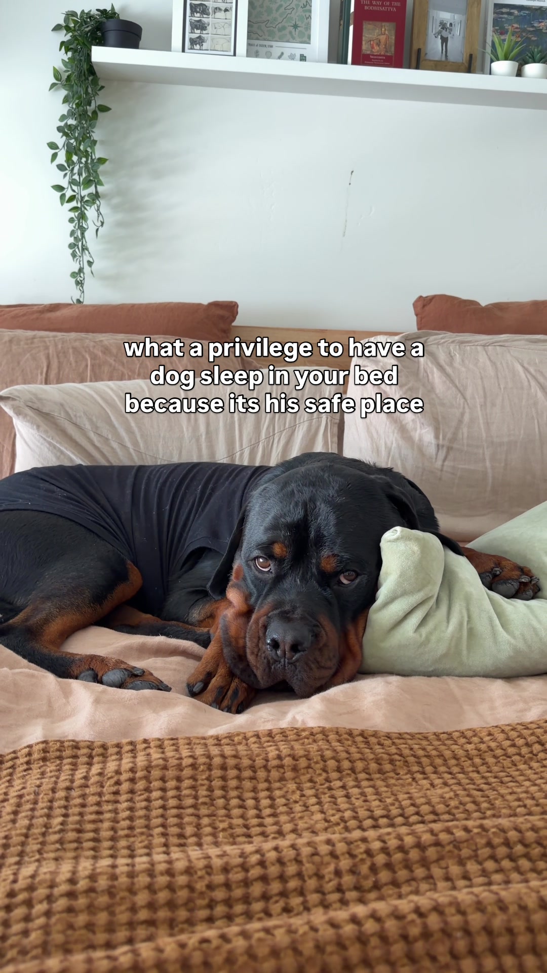 @Rex the Rottweiler