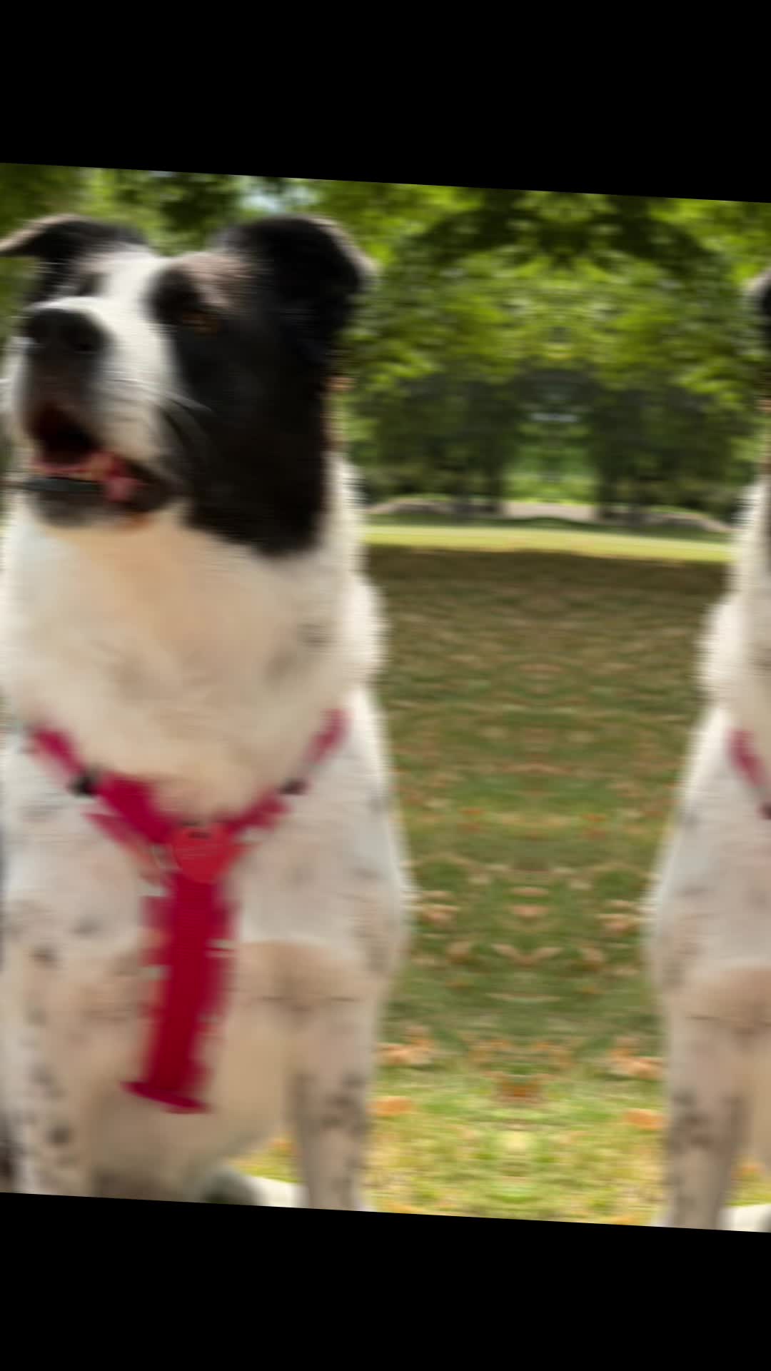 @PfotenwegeMitRoxy🐶