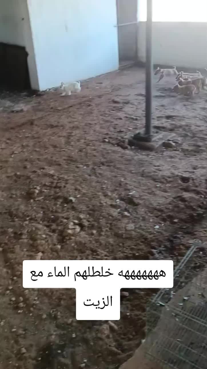 @🐦&zwj;🔥🇩🇿𝕞𝕒𝕪𝕤𝕥𝕣𝕠31🐦&zwj;🔥