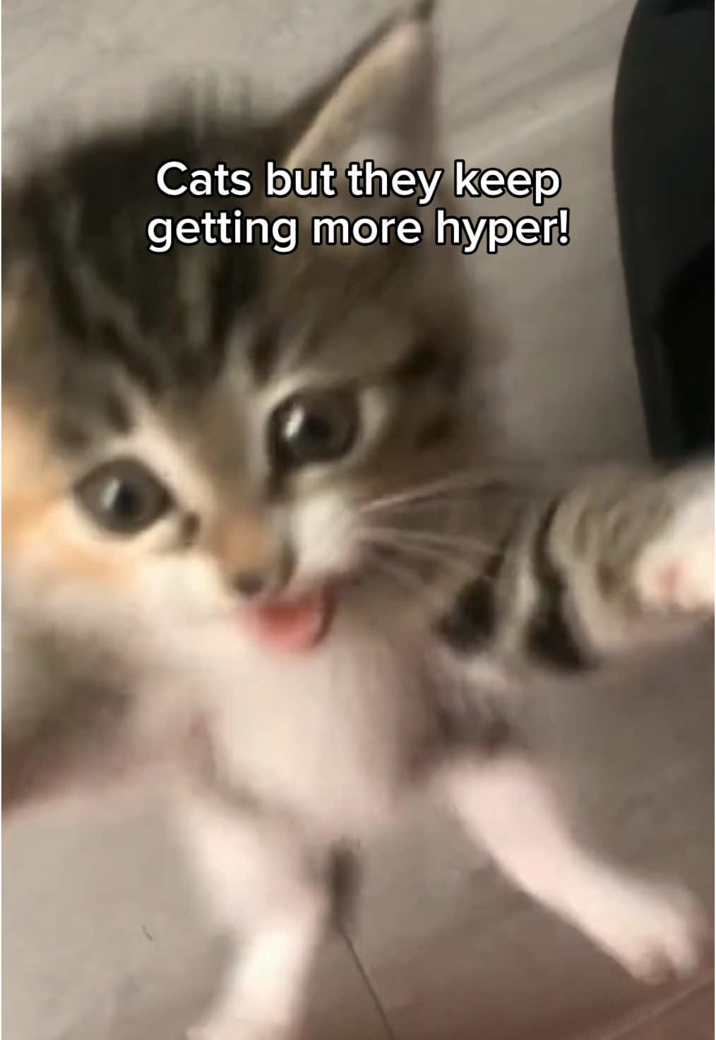 @KittenMitten