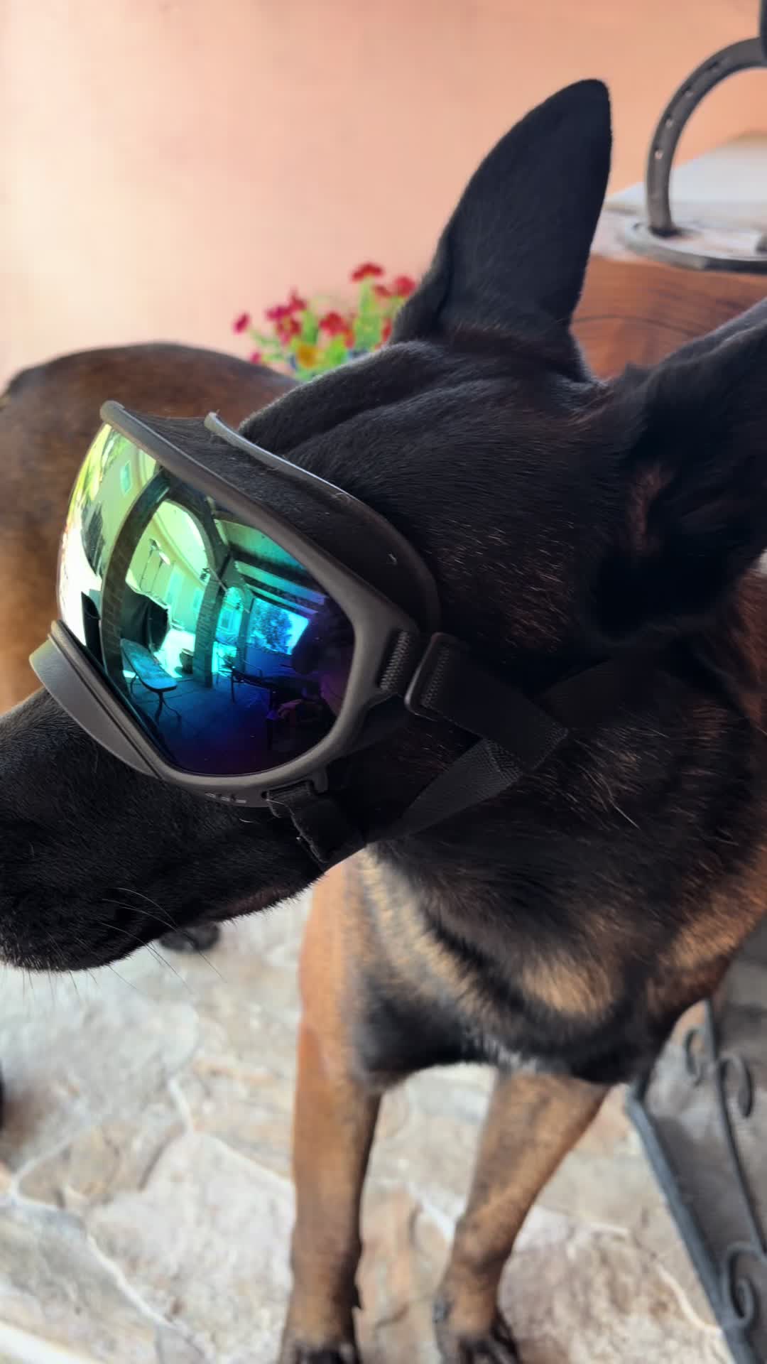 @bolo_belgianmalinois