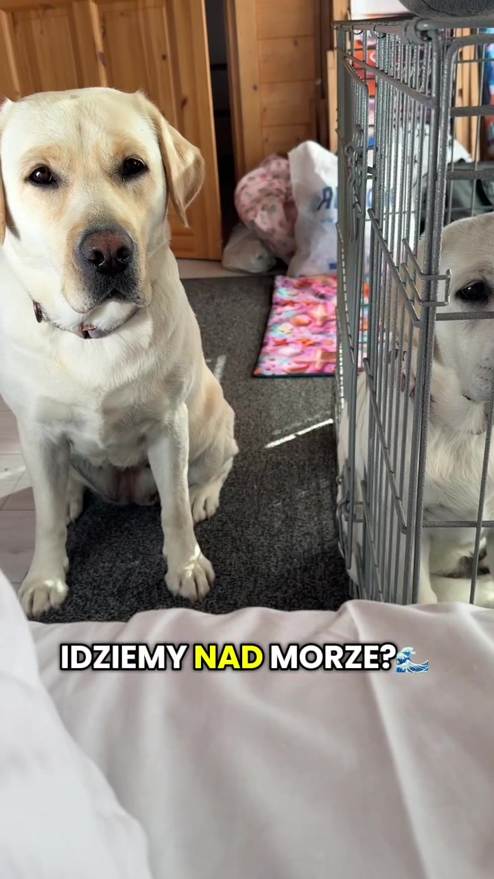 @Moonlife -Labrador Retriever