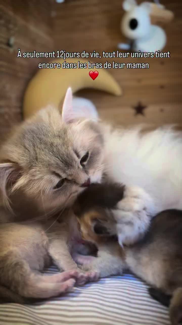 @Royal Mainecoon🇫🇷