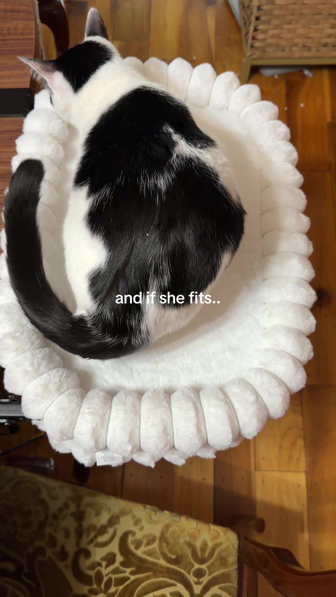 @bink the big orange cat