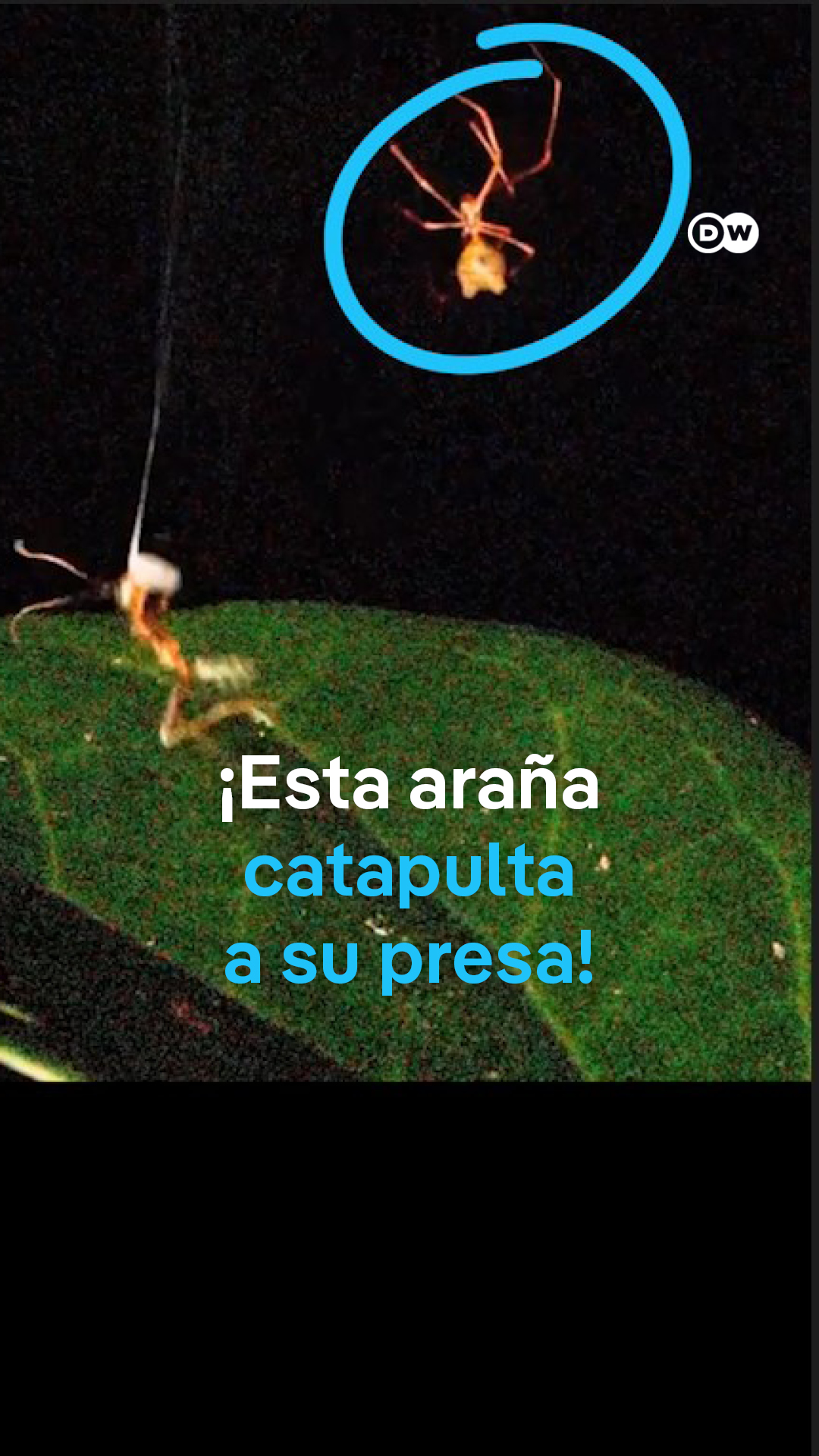 @DW Español