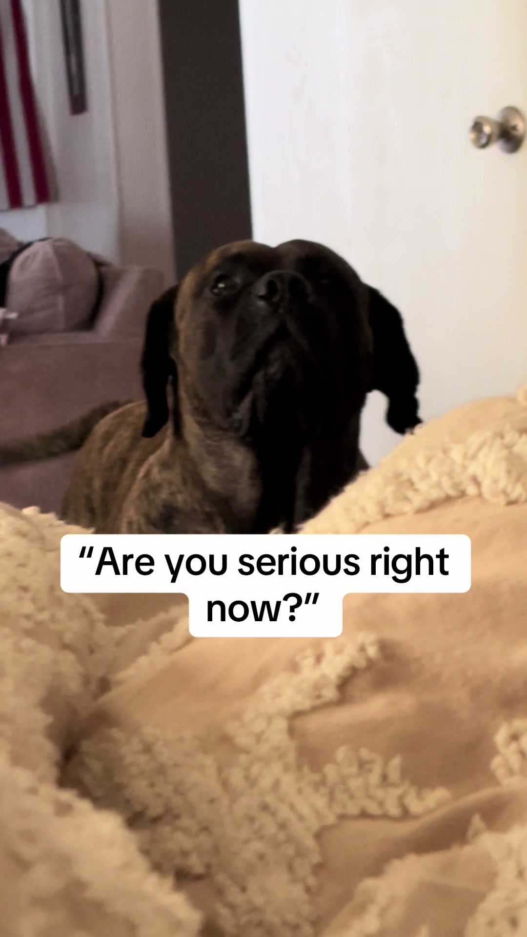 @HULK the mastiff