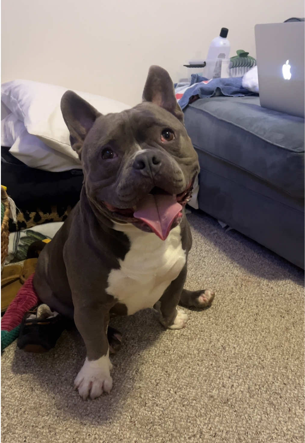 @Gunner | Pocket Bully