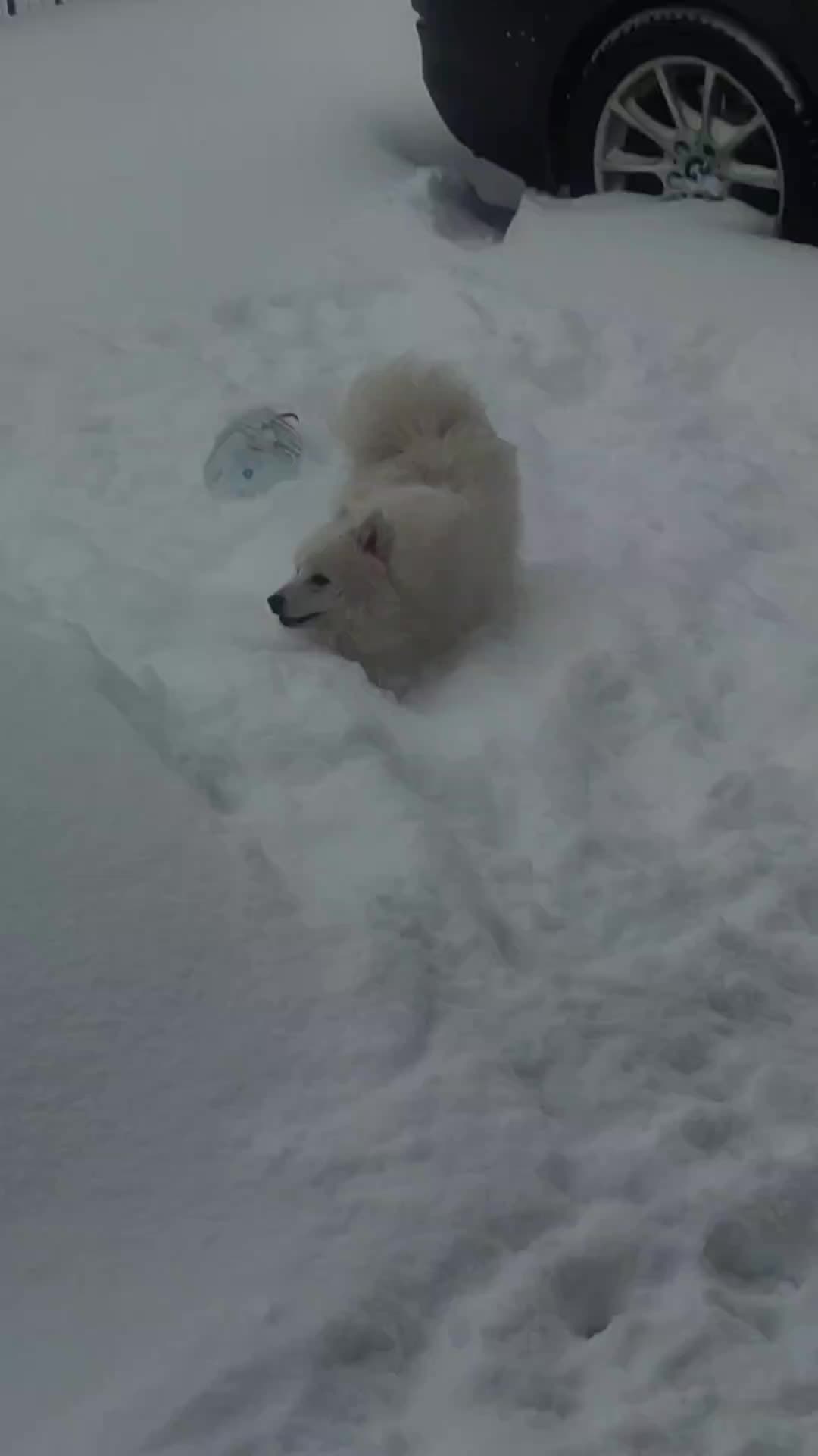 @laska35