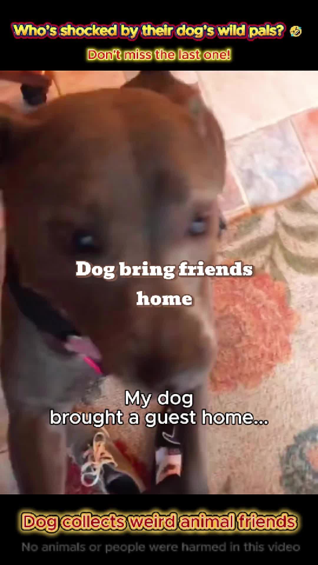 @pet.funny799