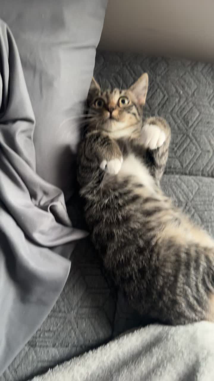 @KittyFam