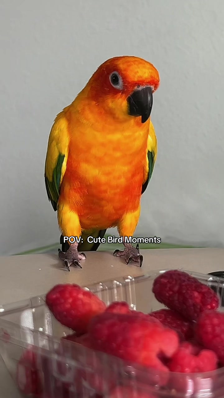 @Suncheepo🦜