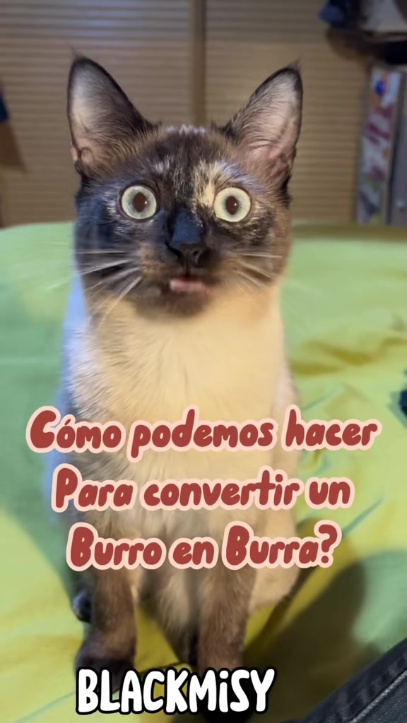 @BlackMisy