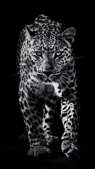 @🐅🐅manimal