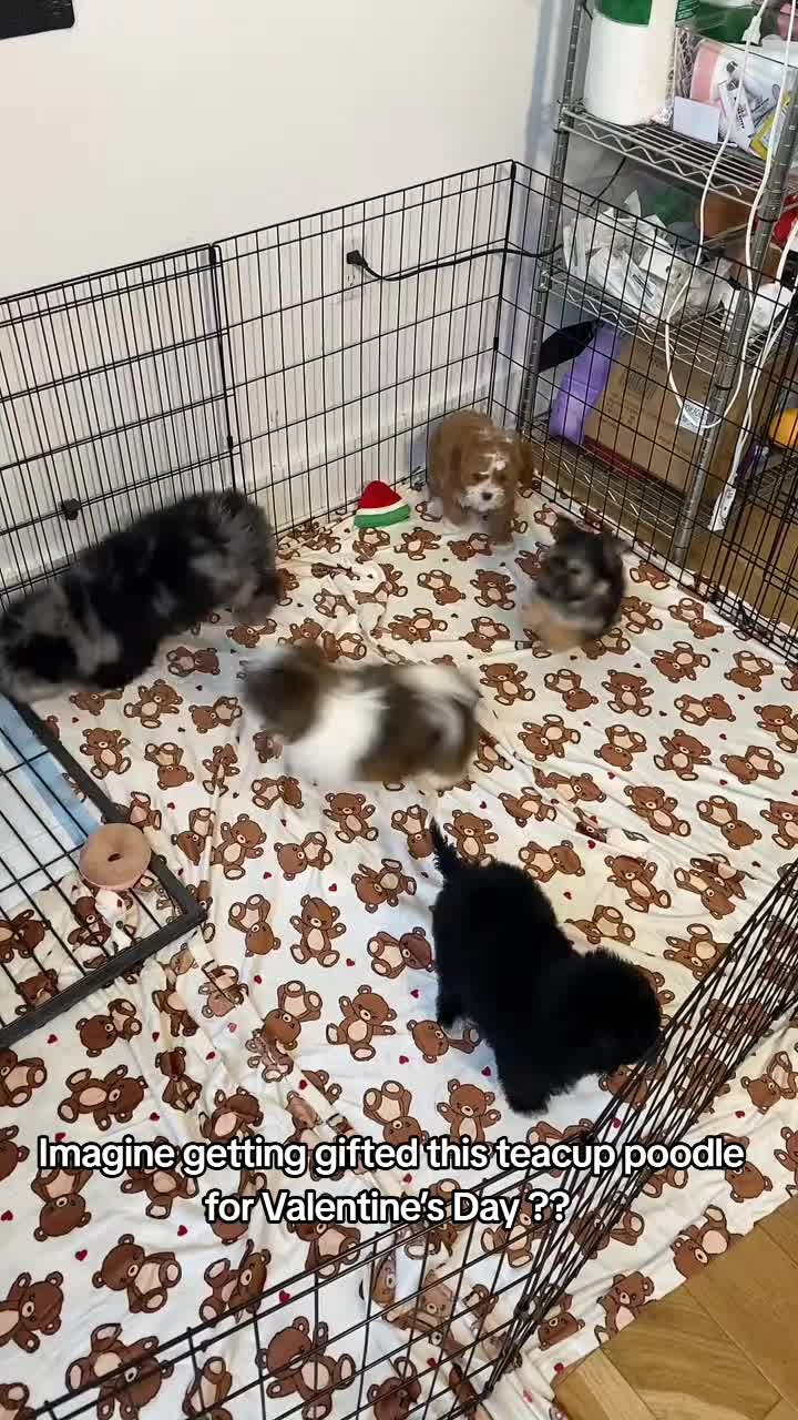@homeraisedtinypoodles
