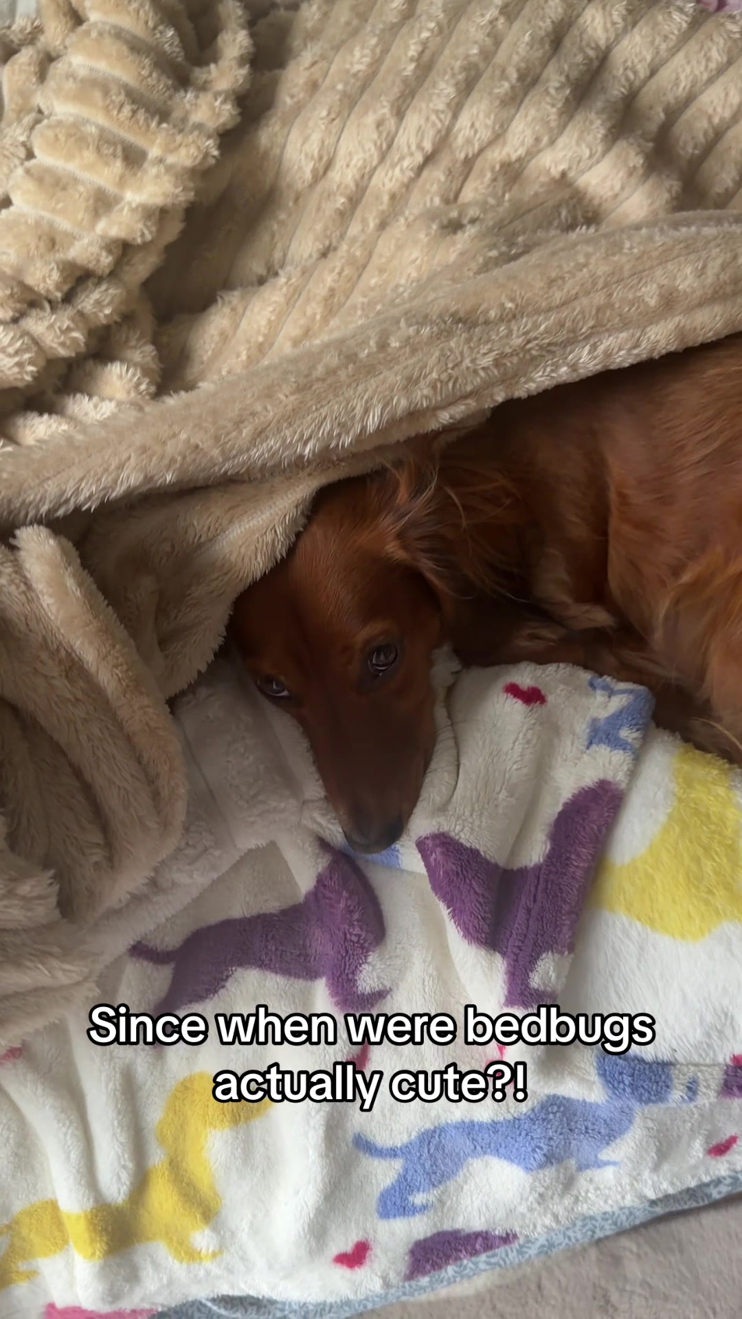 @charliebrownthedoxie