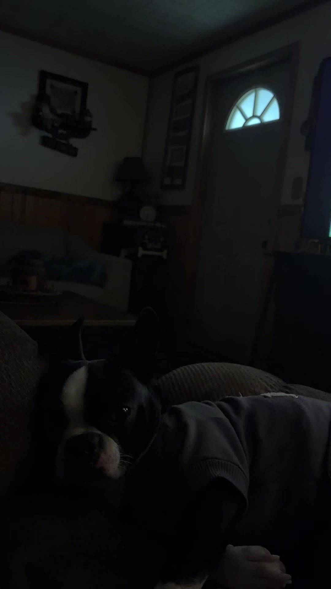 @bostonterrier7