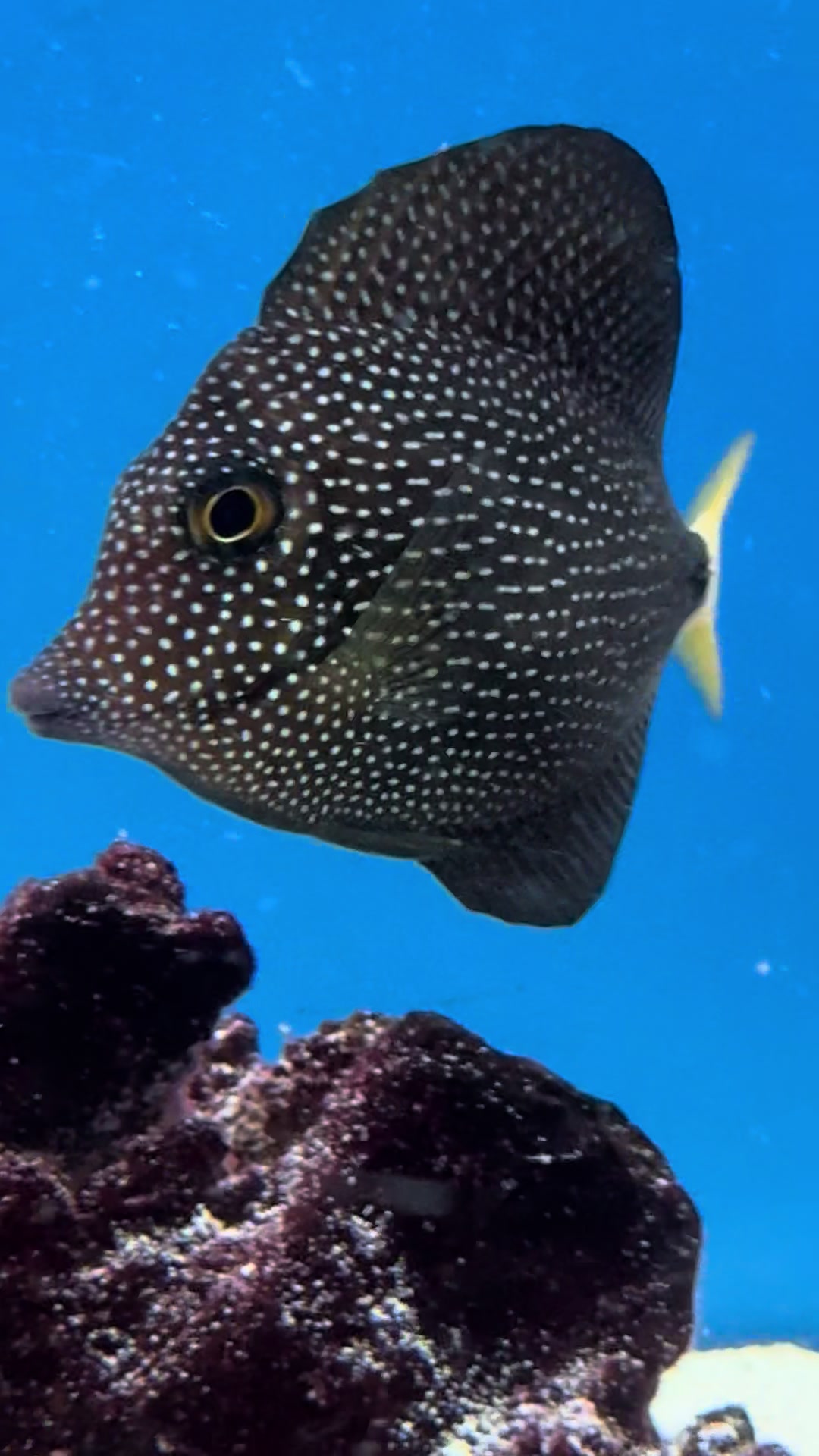 @fintastic aquariums