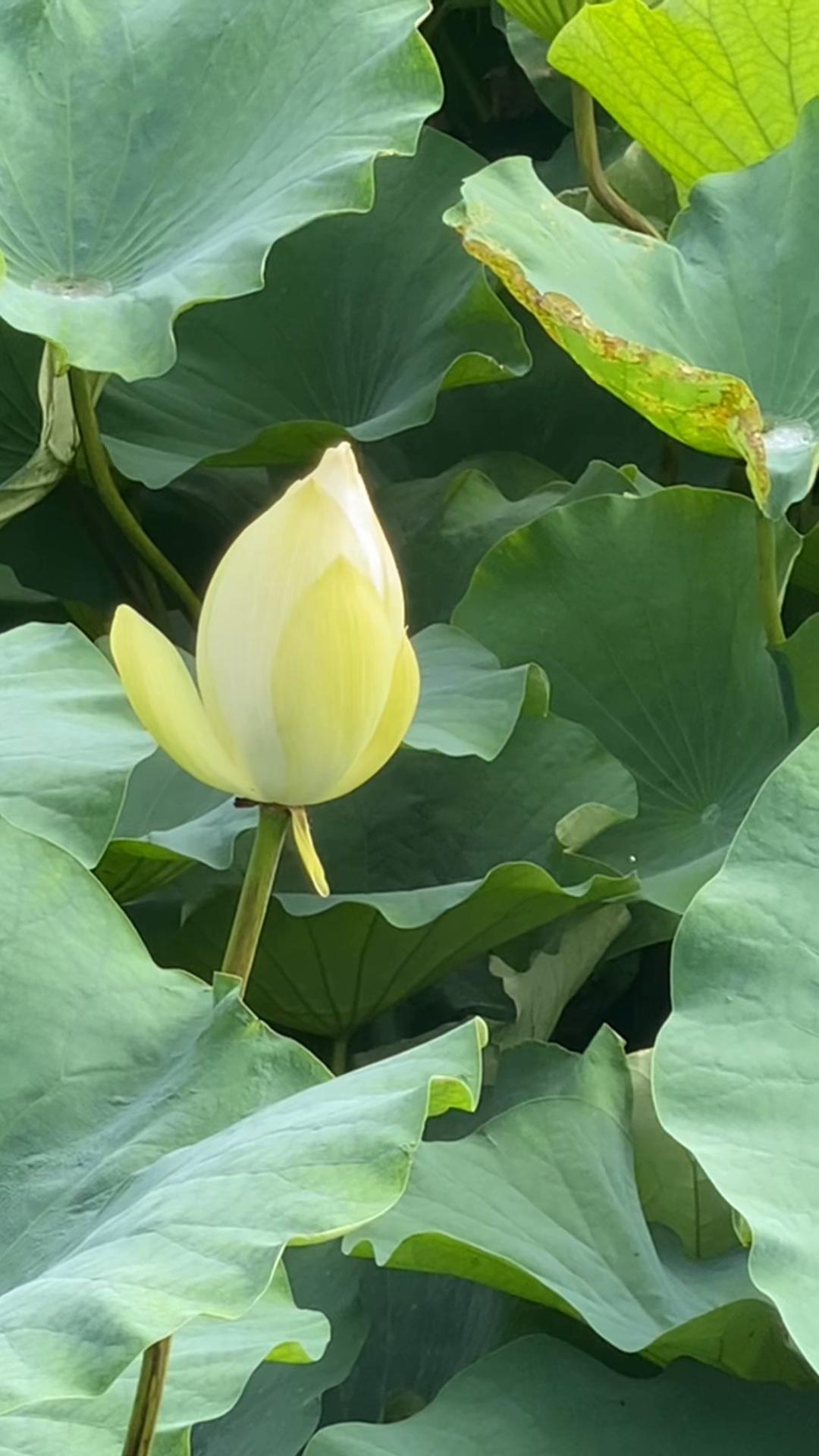 @yuanxin1010