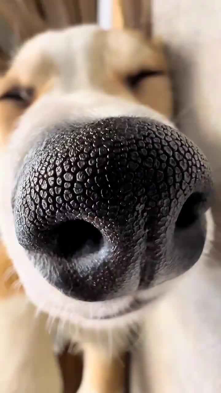 @funpetsday