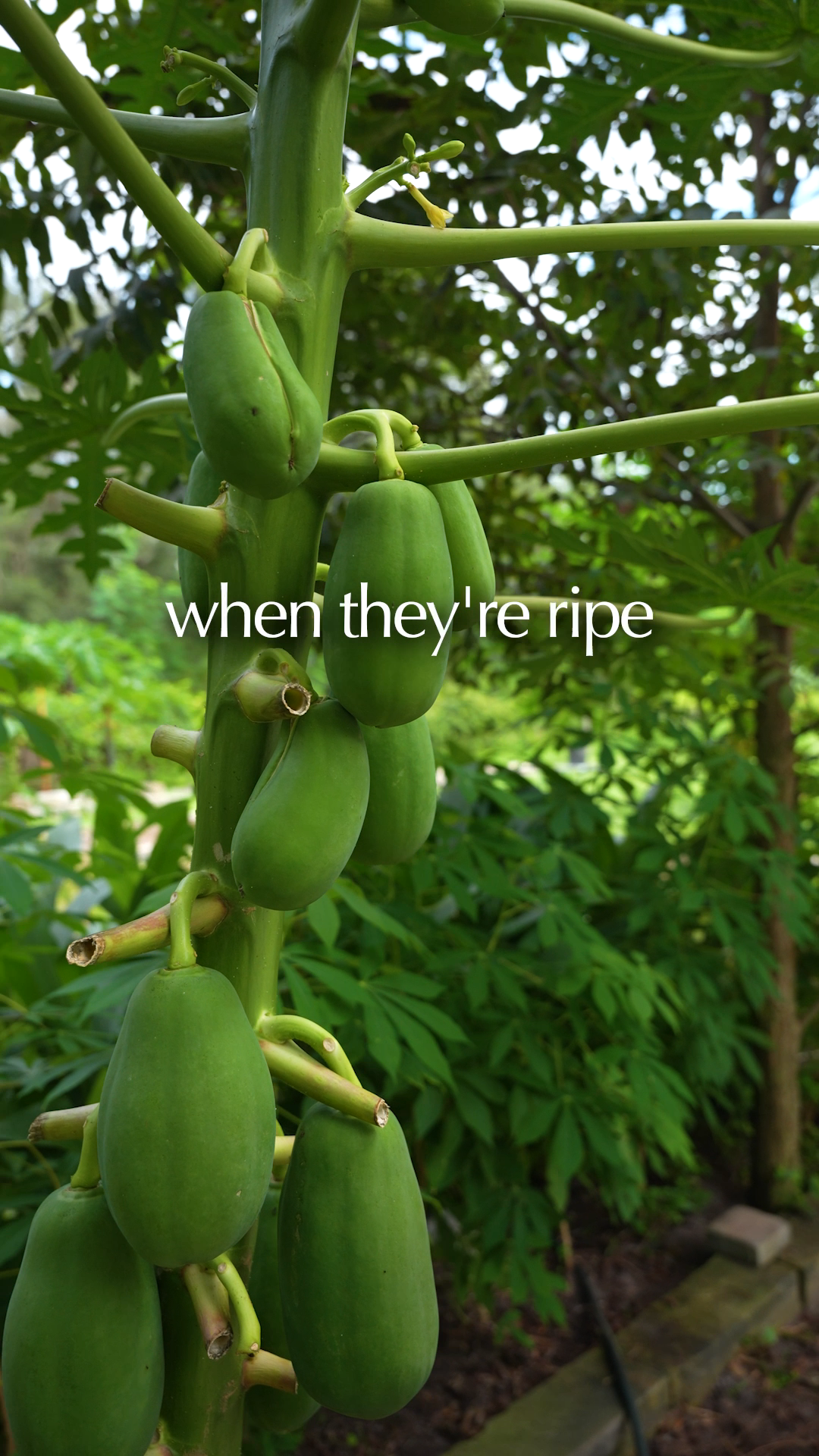 @The Garden Doctor
